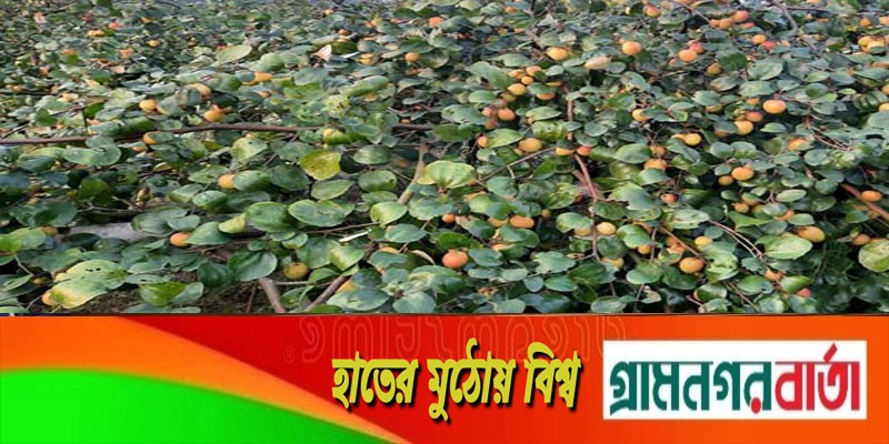পরিত্যক্ত জমিতে কুল চাষ, বছরে ৬ লাখ টাকা আয় শরিফুলের পরিত্যক্ত জমিতে কুল চাষ, বছরে ৬ লাখ টাকা আয় শরিফুলের