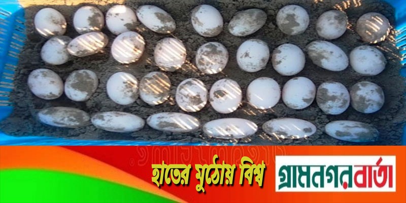 সুন্দরবনের করমজলে ডিম পেড়েছে বিলুপ্ত প্রজাতির বাটাগুর বাসকা সুন্দরবনের করমজলে ডিম পেড়েছে বিলুপ্ত প্রজাতির বাটাগুর বাসকা