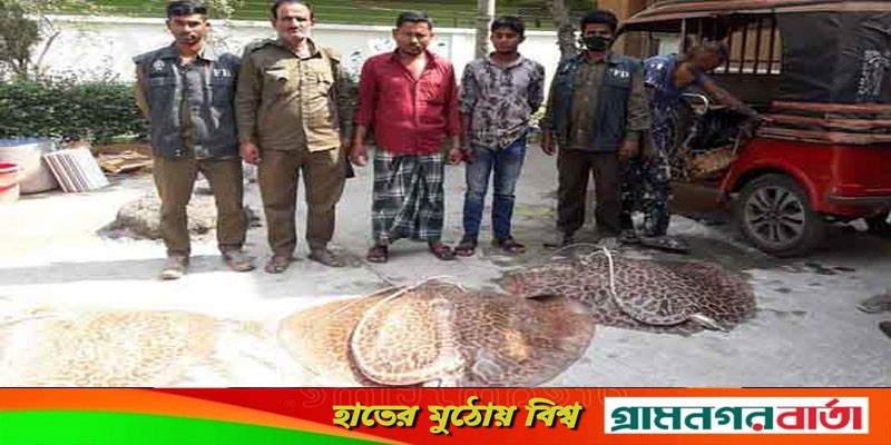 বাগেরহাটে আহরণ নিষিদ্ধ ৭ মন শাপলাপাতা মাছ উদ্ধার, আটক দুই বাগেরহাটে আহরণ নিষিদ্ধ ৭ মন শাপলাপাতা মাছ উদ্ধার, আটক দুই