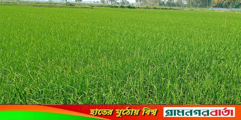 বোরো মৌসুমে বাগেরহাটে ৩০ হাজার একর জমিতে ধান চাষ বোরো মৌসুমে বাগেরহাটে ৩০ হাজার একর জমিতে ধান চাষ