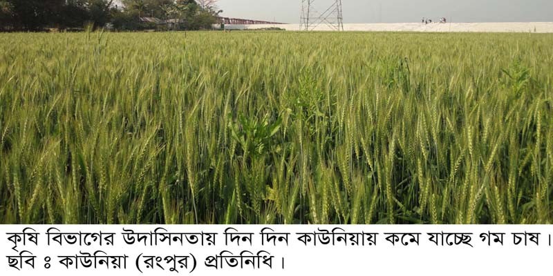 কৃষি বিভাগের উদাসিনতায় কাউনিয়ায় কমে যাচ্ছে গম চাষ কৃষি বিভাগের উদাসিনতায় কাউনিয়ায় কমে যাচ্ছে গম চাষ