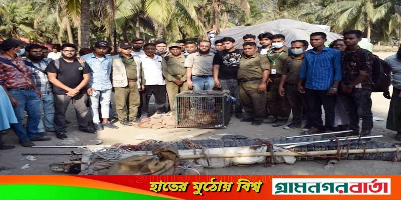 সুন্দরবন ইকোপার্ক থেকে কুমিরসহ ১৪টি বন্যপ্রাণী উদ্ধার সুন্দরবন ইকোপার্ক থেকে কুমিরসহ ১৪টি বন্যপ্রাণী উদ্ধার