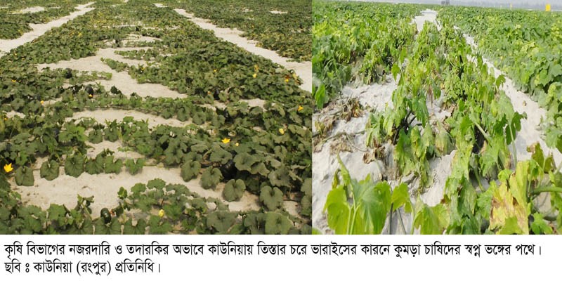 কাউনিয়ায় মোজাইক ভাইরাসের আক্রমণে স্বপ্ন ভাংছে কৃষকের কাউনিয়ায় মোজাইক ভাইরাসের আক্রমণে স্বপ্ন ভাংছে কৃষকের