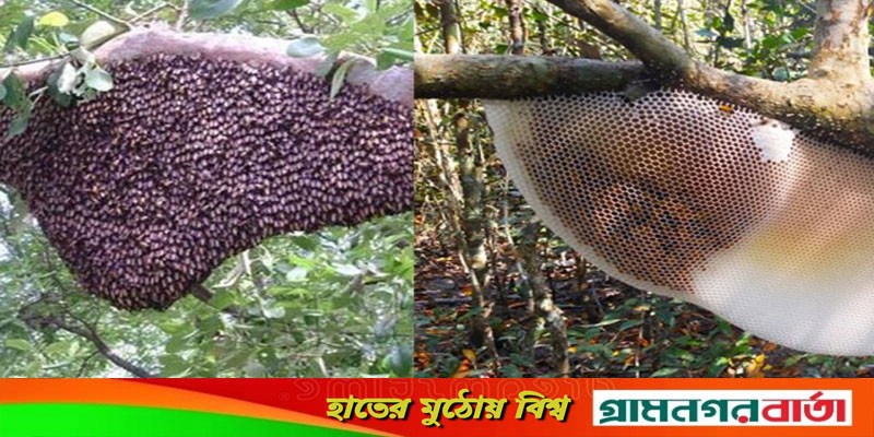 সুন্দরবনে এবার আড়াই মাস চলবে মধু আহরণ সুন্দরবনে এবার আড়াই মাস চলবে মধু আহরণ