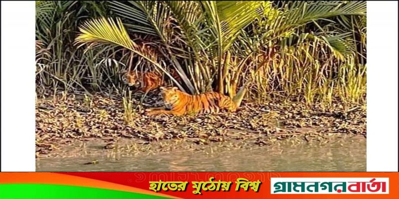 সুন্দরবনে একসঙ্গে দেখা দিলো ৪ বাঘ সুন্দরবনে একসঙ্গে দেখা দিলো ৪ বাঘ