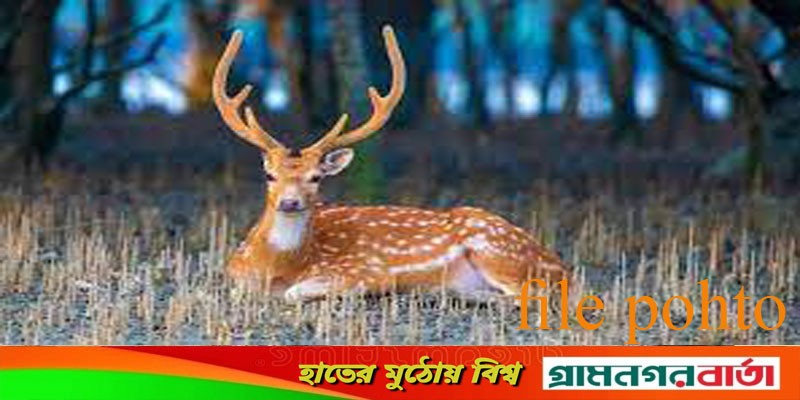 ৯ মাস লোকালয়ের জীবন ছেড়ে বনে ফিরলো হরিণটি ৯ মাস লোকালয়ের জীবন ছেড়ে বনে ফিরলো হরিণটি