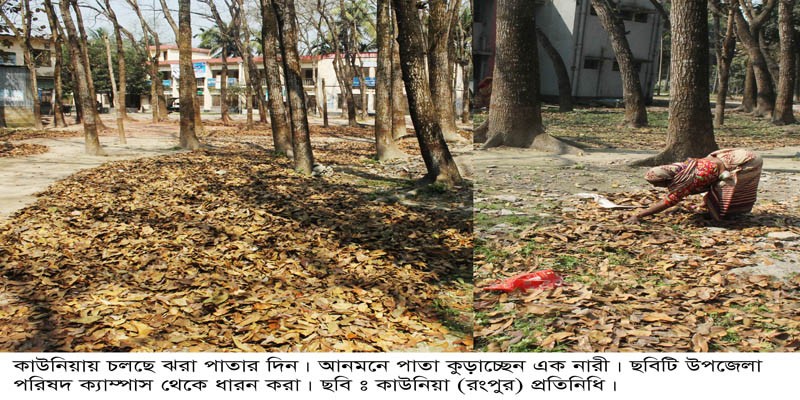 কাউনিয়ায় যে পাতা ছিল সবুজ, আজ সে পাতা বিবর্ণ রূপ ধারণ করেছে কাউনিয়ায় যে পাতা ছিল সবুজ, আজ সে পাতা বিবর্ণ রূপ ধারণ করেছে