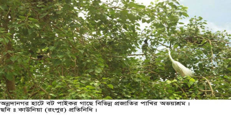 অন্নদানগর হাটে বট-পাইকর গাছে বিভিন্ন প্রজাতির পাখির অভয়াশ্রম অন্নদানগর হাটে বট-পাইকর গাছে বিভিন্ন প্রজাতির পাখির অভয়াশ্রম