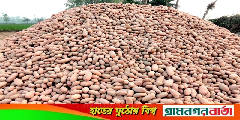 নন্দীগ্রামে আলুর বাজারমূল্য ভালো থাকায় কৃষকের মুখে হাসি ফুটেছে নন্দীগ্রামে আলুর বাজারমূল্য ভালো থাকায় কৃষকের মুখে হাসি ফুটেছে