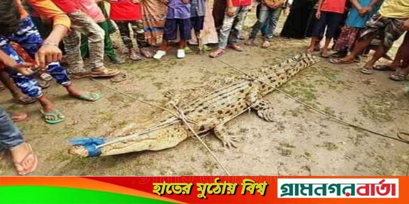 বাগেরহাটে পুকুর থেকে কুমির উদ্ধার বাগেরহাটে পুকুর থেকে কুমির উদ্ধার