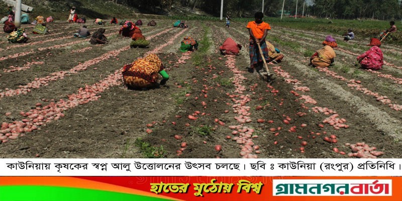 কাউনিয়ায় আলুর বাম্পার ফলন, দাম পেয়ে বেজায় খুশি কৃষক কাউনিয়ায় আলুর বাম্পার ফলন, দাম পেয়ে বেজায় খুশি কৃষক