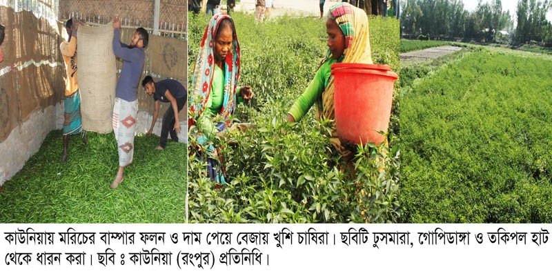 কাউনিয়ায় বাজার দর ভাল পেয়ে বেজায় খুশি কৃষক কাউনিয়ায় বাজার দর ভাল পেয়ে বেজায় খুশি কৃষক