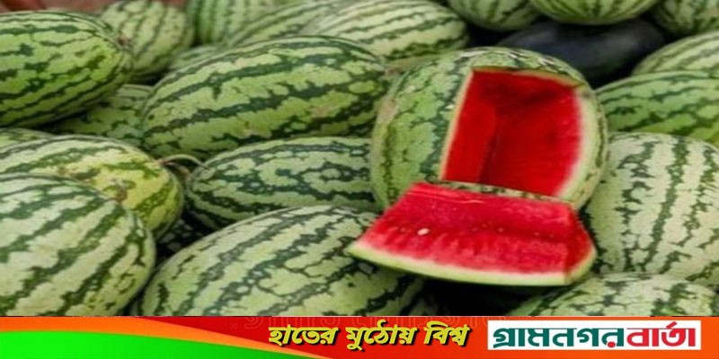 মাদারীপুরের বাজারে উঠতে শুরু করেছে তরমুজ, তবে দাম চড়া মাদারীপুরের বাজারে উঠতে শুরু করেছে তরমুজ, তবে দাম চড়া