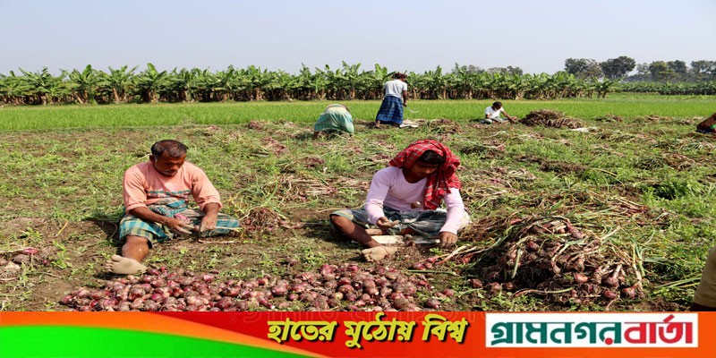 লোকশানের মুখে মেহেরপুরের পিঁয়াজ চাষীরা লোকশানের মুখে মেহেরপুরের পিঁয়াজ চাষীরা