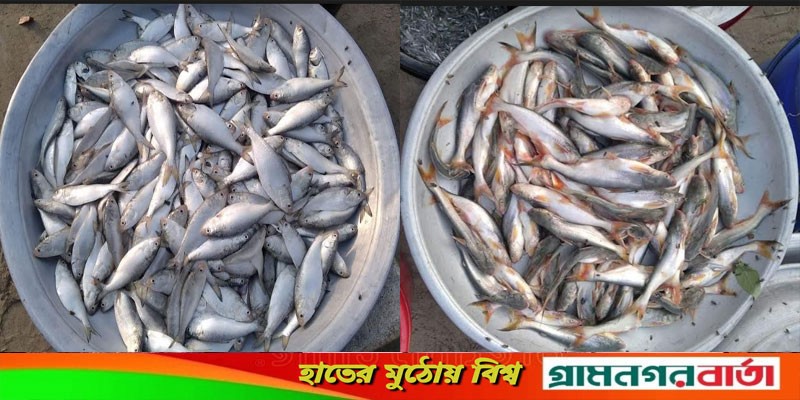 টঙ্গীবাড়ীতে অবাধে বিক্রি হচ্ছে জাটকা ইলিশ-পাঙ্গাসের পোনা টঙ্গীবাড়ীতে অবাধে বিক্রি হচ্ছে জাটকা ইলিশ-পাঙ্গাসের পোনা