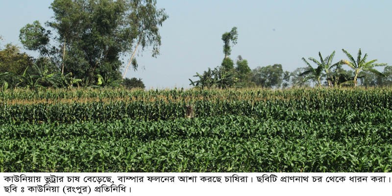 কাউনিয়ায় তিস্তার নদীর জেগে উঠা চরে ভুট্টা চাষ বেড়েছে কাউনিয়ায় তিস্তার নদীর জেগে উঠা চরে ভুট্টা চাষ বেড়েছে