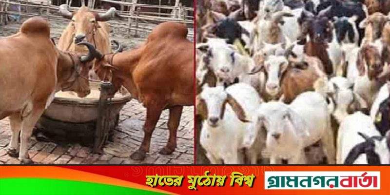 সিলেটে গরু-ছাগলের মাংস বিক্রি বন্ধ! সিলেটে গরু-ছাগলের মাংস বিক্রি বন্ধ!