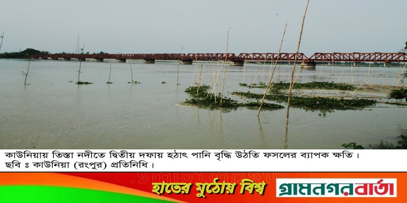 কাউনিয়ার চরাঞ্চলে ফসলের ব্যাপক ক্ষতি কাউনিয়ার চরাঞ্চলে ফসলের ব্যাপক ক্ষতি