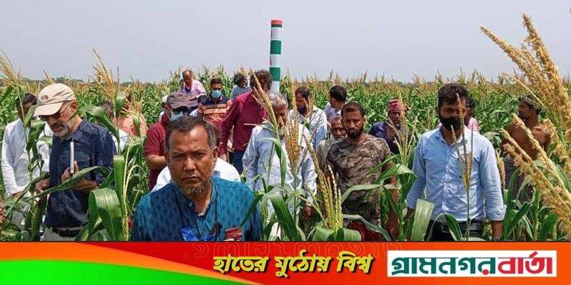 কচুয়ায় কৃষকদের সাথে আইএফএডি‘র প্রতিনিধি দলের মতবিনিময় কচুয়ায় কৃষকদের সাথে আইএফএডি‘র প্রতিনিধি দলের মতবিনিময়