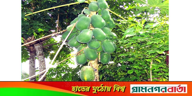 মোরেলগঞ্জে সব্জি চাষে শিক্ষিত কৃষকের সাফল্য মোরেলগঞ্জে সব্জি চাষে শিক্ষিত কৃষকের সাফল্য