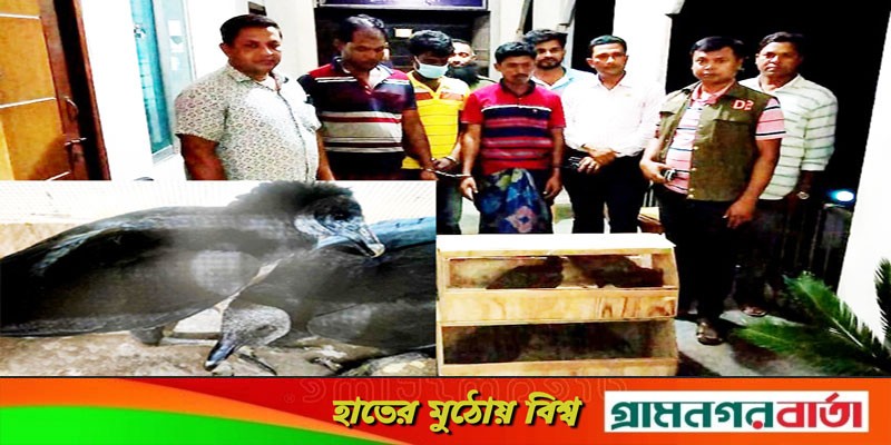 মেহেরপুরে ৪টি আমেরিকান কালো শকুন উদ্ধারসহ ৩ পাচারকারী আটক মেহেরপুরে ৪টি আমেরিকান কালো শকুন উদ্ধারসহ ৩ পাচারকারী আটক