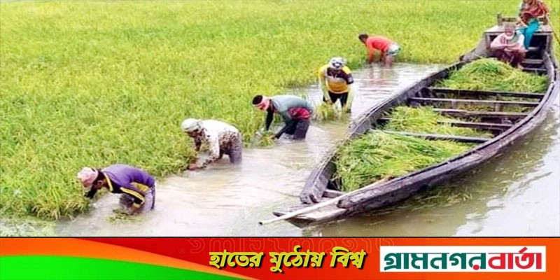 হাওড়ে আবারও আতংক, দ্রুত ধান কাটার পরামর্শ হাওড়ে আবারও আতংক, দ্রুত ধান কাটার পরামর্শ