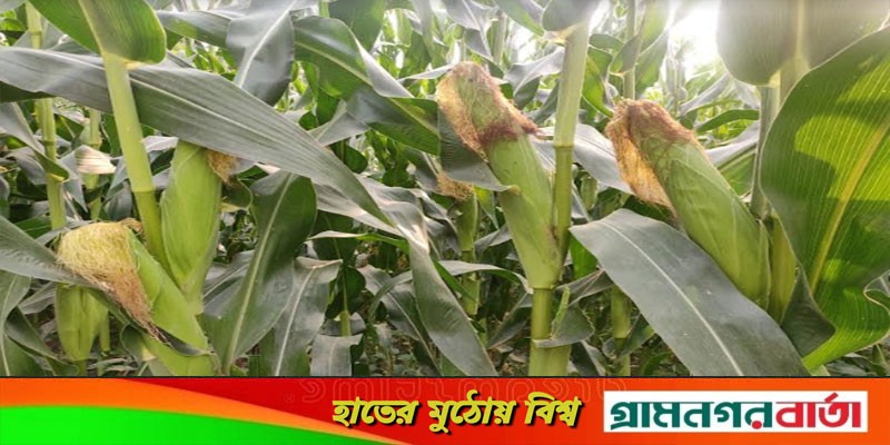 শ্রীনগরে ভুট্রা চাষে আগ্রহ বাড়ছে শ্রীনগরে ভুট্রা চাষে আগ্রহ বাড়ছে