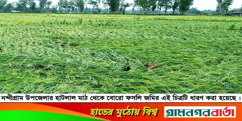 নন্দীগ্রামে ঝড়ে কৃষকের সোনালী স্বপ্ন এখন মাটিতে নুয়ে পড়েছে নন্দীগ্রামে ঝড়ে কৃষকের সোনালী স্বপ্ন এখন মাটিতে নুয়ে পড়েছে