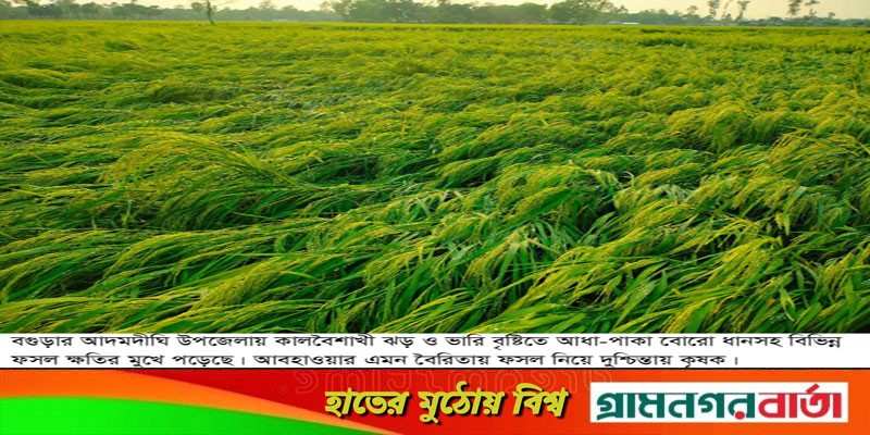 আদমদীঘিতে কালবৈশাখী ঝড়ে লুটিয়ে পড়েছে বোরো ধান আদমদীঘিতে কালবৈশাখী ঝড়ে লুটিয়ে পড়েছে বোরো ধান