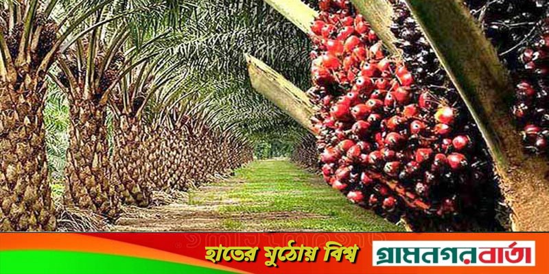 পাম তেল রফতানি নিষিদ্ধের ঘোষণা ইন্দোনেশিয়ার পাম তেল রফতানি নিষিদ্ধের ঘোষণা ইন্দোনেশিয়ার