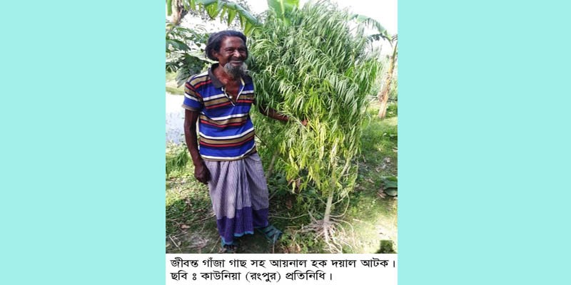 কাউনিয়ায় জীবন্ত গাঁজা গাছ সহ ব্যবসায়ী গ্রেফতার কাউনিয়ায় জীবন্ত গাঁজা গাছ সহ ব্যবসায়ী গ্রেফতার