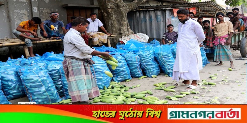 মেহেরপুরে সড়কে শসা ফেলে চাষিদের প্রতিবাদ মেহেরপুরে সড়কে শসা ফেলে চাষিদের প্রতিবাদ