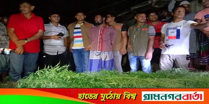 বসতবাড়ি থেকে ৪৭টি গাঁজা গাছ উদ্ধার, মালিক গ্রেপ্তার বসতবাড়ি থেকে ৪৭টি গাঁজা গাছ উদ্ধার, মালিক গ্রেপ্তার