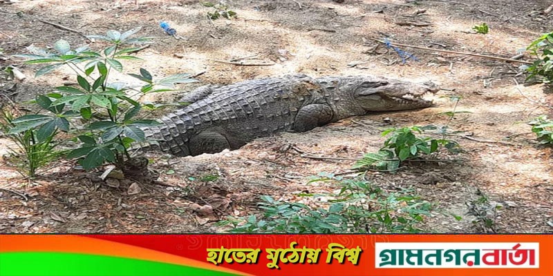 ফের ডিম দিয়েছে খানজাহানের দিঘির কুমির, বাড়তি আনন্দ দর্শনার্থীদের ফের ডিম দিয়েছে খানজাহানের দিঘির কুমির, বাড়তি আনন্দ দর্শনার্থীদের