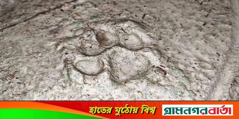 গ্রামে আবারও বাঘের হানা, আতঙ্কে গ্রামবাসী গ্রামে আবারও বাঘের হানা, আতঙ্কে গ্রামবাসী