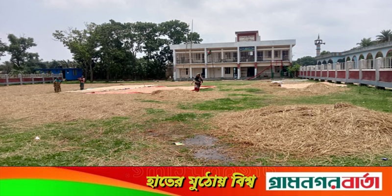 স্কুলের খেলার মাঠ দখল করে চলছে ধান ও খড় শুকানোর কাজ স্কুলের খেলার মাঠ দখল করে চলছে ধান ও খড় শুকানোর কাজ