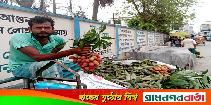 লিচুর ফলন ভাল না হওয়ায় বাগান ব্যবসায়ীরা ক্ষতির মুখে লিচুর ফলন ভাল না হওয়ায় বাগান ব্যবসায়ীরা ক্ষতির মুখে