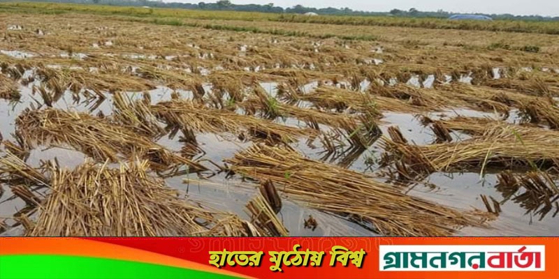মেহেরপুরে কৃষকের স্বপ্নের ফসল হাটু পানিতে মেহেরপুরে কৃষকের স্বপ্নের ফসল হাটু পানিতে