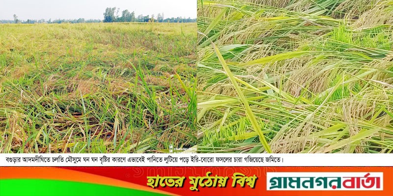 আদমদীঘিতে ইরি-বোরো ধানের ফলন বিপর্যয় আদমদীঘিতে ইরি-বোরো ধানের ফলন বিপর্যয়