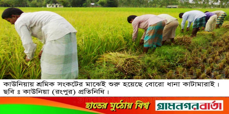 রংপুরের শষ্য ভান্ডার কাউনিয়ায় শ্রমিক সংকটে চরম বিপাকে কৃষক রংপুরের শষ্য ভান্ডার কাউনিয়ায় শ্রমিক সংকটে চরম বিপাকে কৃষক
