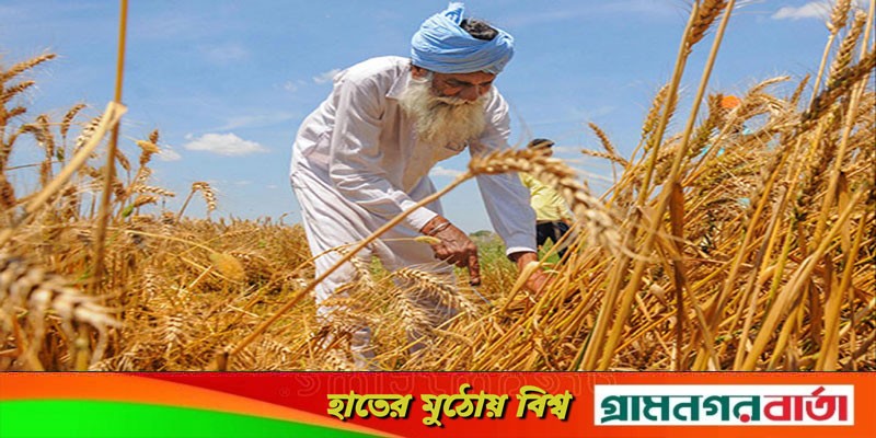 গম রপ্তানি নিষিদ্ধ করল ভারত গম রপ্তানি নিষিদ্ধ করল ভারত