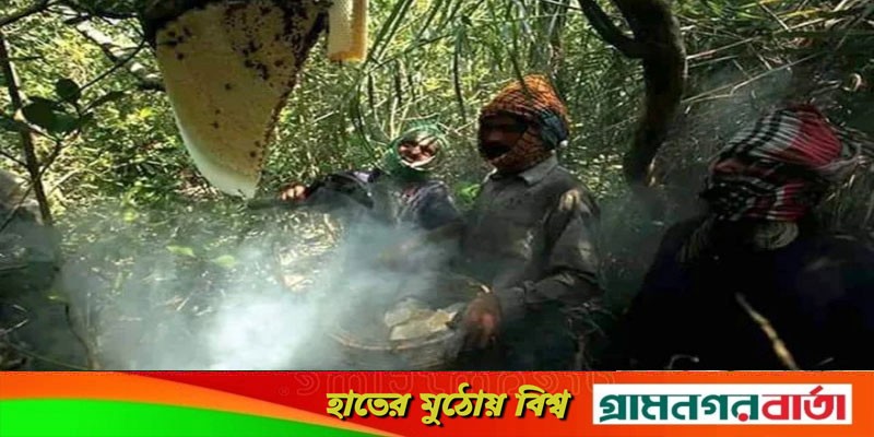 সুন্দরবনে মধু আহরণের পাস বন্ধ, হরিণ শিকার করছে মৌয়ালেরা সুন্দরবনে মধু আহরণের পাস বন্ধ, হরিণ শিকার করছে মৌয়ালেরা