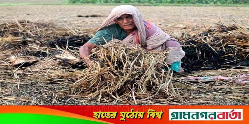 মেহেরপুরে রাতের আধারে জমির ধান পুড়িয়ে দিয়েছে দুর্বৃত্তরা মেহেরপুরে রাতের আধারে জমির ধান পুড়িয়ে দিয়েছে দুর্বৃত্তরা