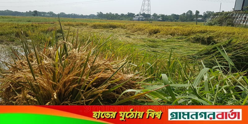 লৌহজংয়ে দেড় মন ধানের টাকায় মিলছে একজন শ্রমিক লৌহজংয়ে দেড় মন ধানের টাকায় মিলছে একজন শ্রমিক