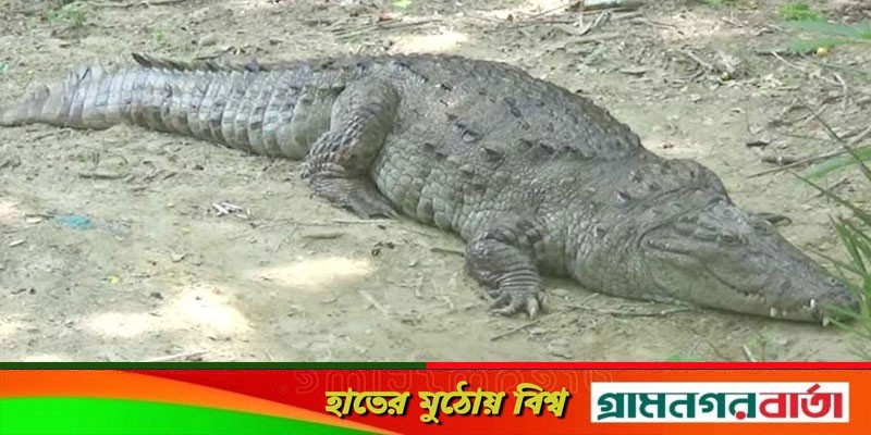 খানজাহান আলী মাজারের মিঠা পানির কুমির প্রজনন ক্ষমতা হারিয়েছে খানজাহান আলী মাজারের মিঠা পানির কুমির প্রজনন ক্ষমতা হারিয়েছে