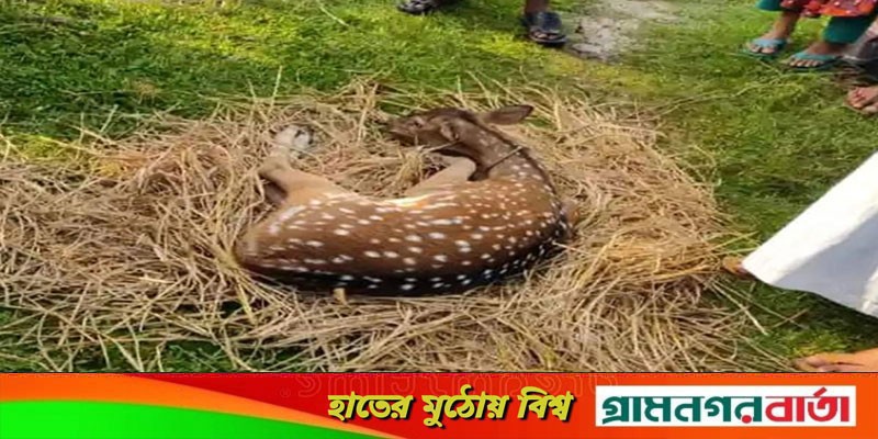 শরণখোলায় লোকালয়ে হরিণ ও অজগর, সুন্দরবনে অবমুক্ত শরণখোলায় লোকালয়ে হরিণ ও অজগর, সুন্দরবনে অবমুক্ত