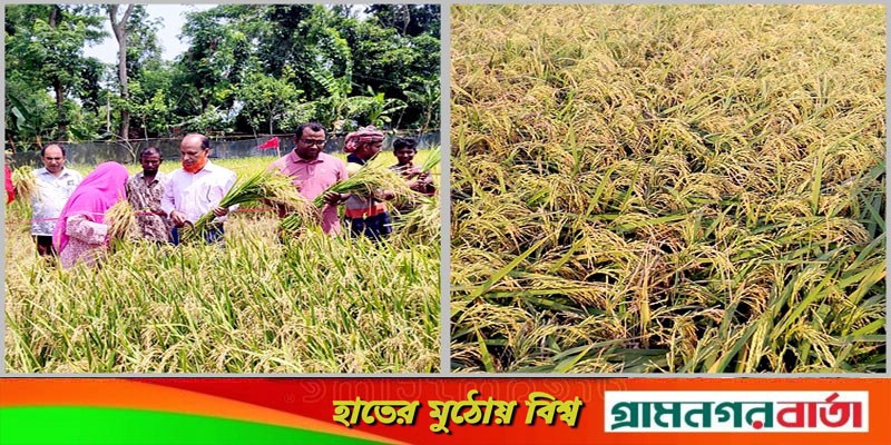 বাগেরহাটে বঙ্গবন্ধু ১০০ জাতের ধানের বাম্পার ফলন বাগেরহাটে বঙ্গবন্ধু ১০০ জাতের ধানের বাম্পার ফলন