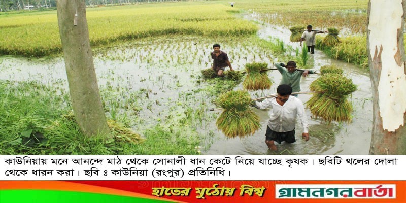 কাউনিয়ায় ভাল দাম পেয়ে কৃষকের মুখে হাসি ফুটেছে কাউনিয়ায় ভাল দাম পেয়ে কৃষকের মুখে হাসি ফুটেছে