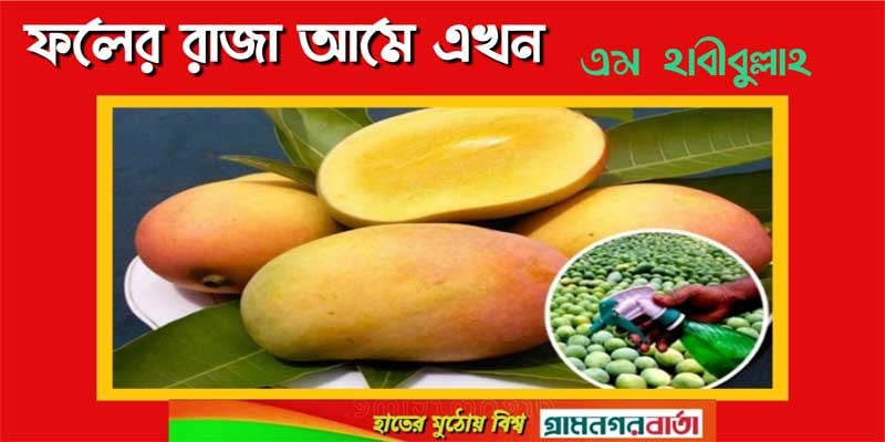 ফলের রাজা আমে এখন ফলের রাজা আমে এখন