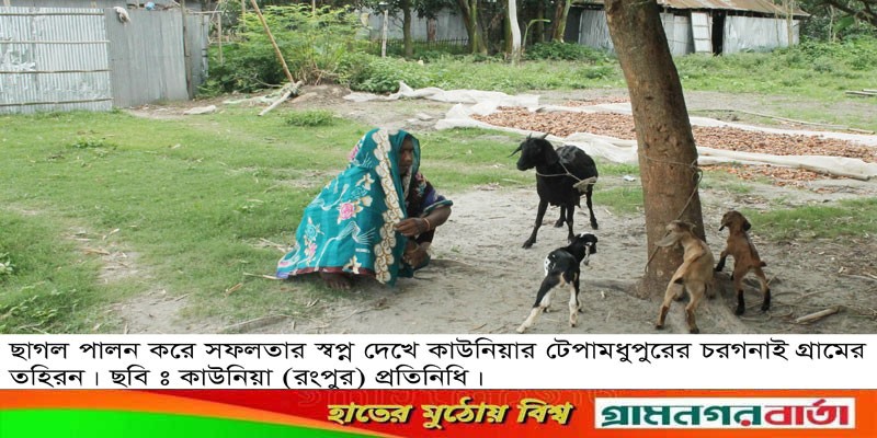 ছাগল পালন করে সফলতার স্বপ্ন দেখে টেপামধুপুরের তহিরন ছাগল পালন করে সফলতার স্বপ্ন দেখে টেপামধুপুরের তহিরন